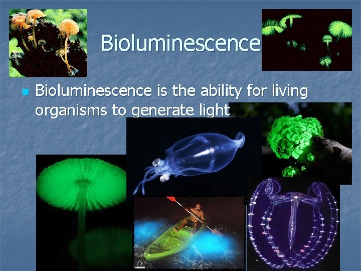 Bioluminescence n Bioluminescence is the ability for living organisms to generate light 