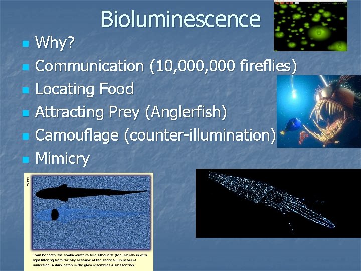 Bioluminescence n n n Why? Communication (10, 000 fireflies) Locating Food Attracting Prey (Anglerfish)