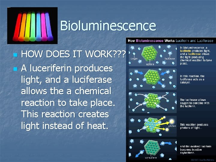 Bioluminescence n n HOW DOES IT WORK? ? !!!! A luceriferin produces light, and