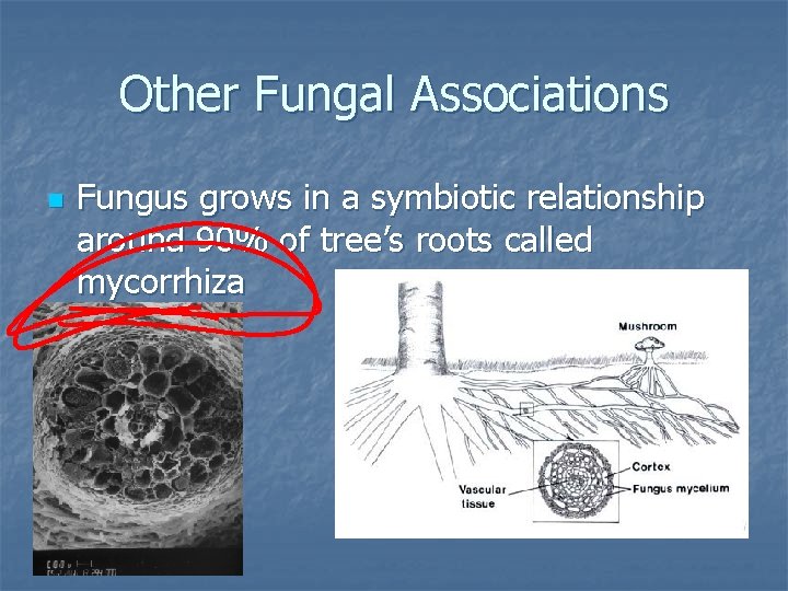 Other Fungal Associations n Fungus grows in a symbiotic relationship around 90% of tree’s