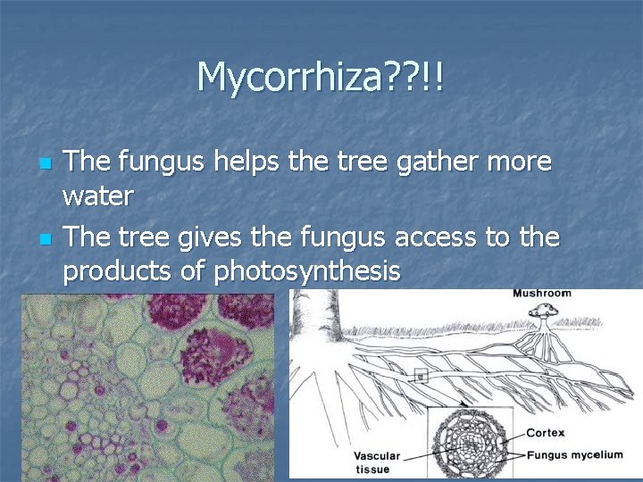 Mycorrhiza? ? !! n n The fungus helps the tree gather more water The