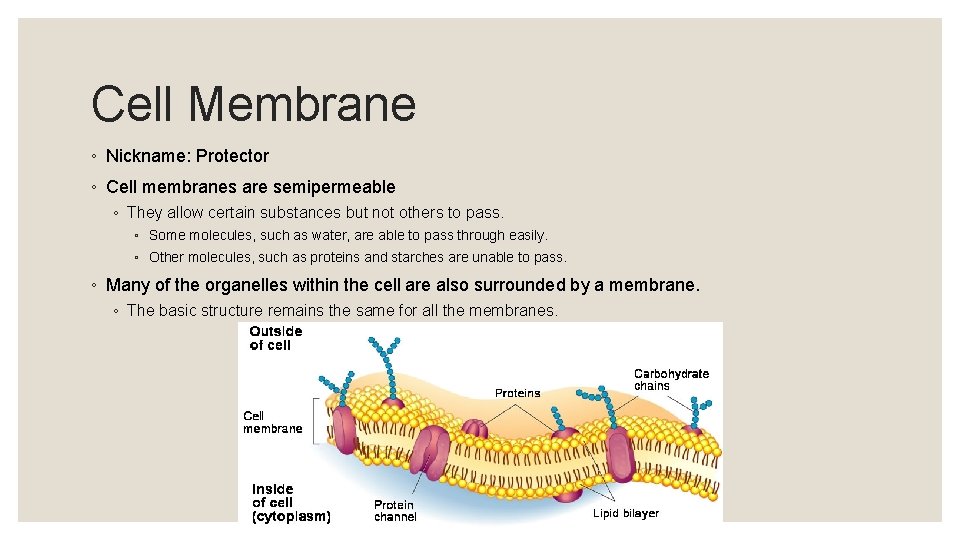 Cell Membrane ◦ Nickname: Protector ◦ Cell membranes are semipermeable ◦ They allow certain