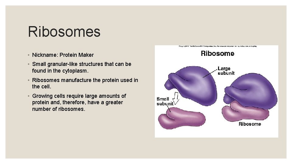 Ribosomes ◦ Nickname: Protein Maker ◦ Small granular-like structures that can be found in