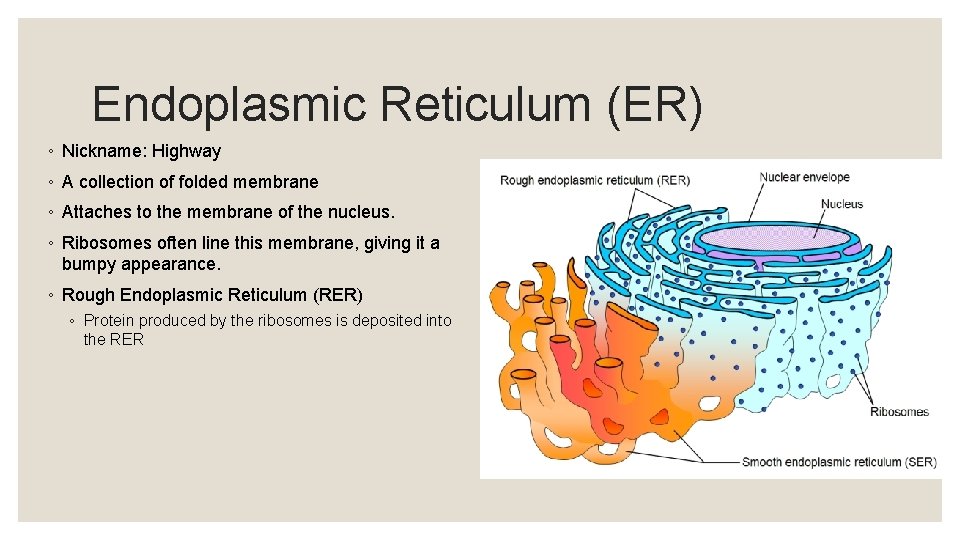 Endoplasmic Reticulum (ER) ◦ Nickname: Highway ◦ A collection of folded membrane ◦ Attaches