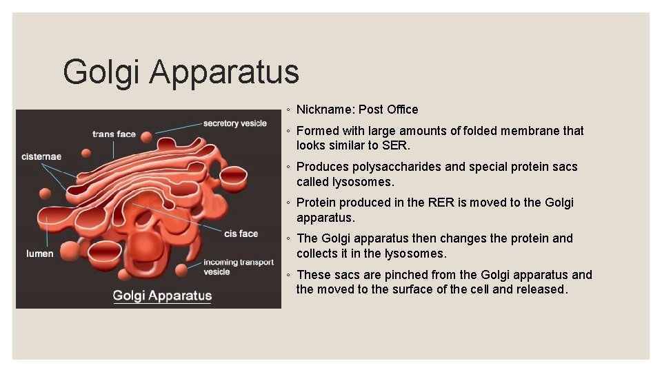 Golgi Apparatus ◦ Nickname: Post Office ◦ Formed with large amounts of folded membrane