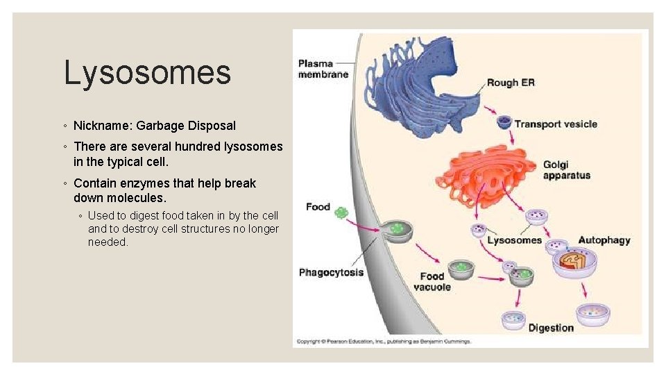 Lysosomes ◦ Nickname: Garbage Disposal ◦ There are several hundred lysosomes in the typical