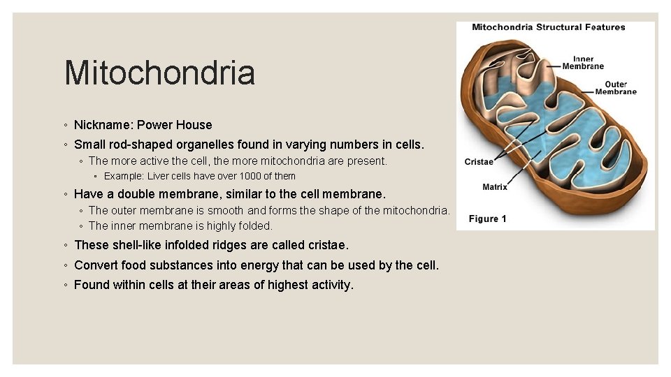 Mitochondria ◦ Nickname: Power House ◦ Small rod-shaped organelles found in varying numbers in