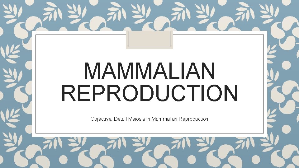MAMMALIAN REPRODUCTION Objective: Detail Meiosis in Mammalian Reproduction 