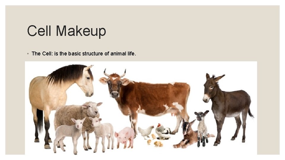 Cell Makeup ◦ The Cell: is the basic structure of animal life. 