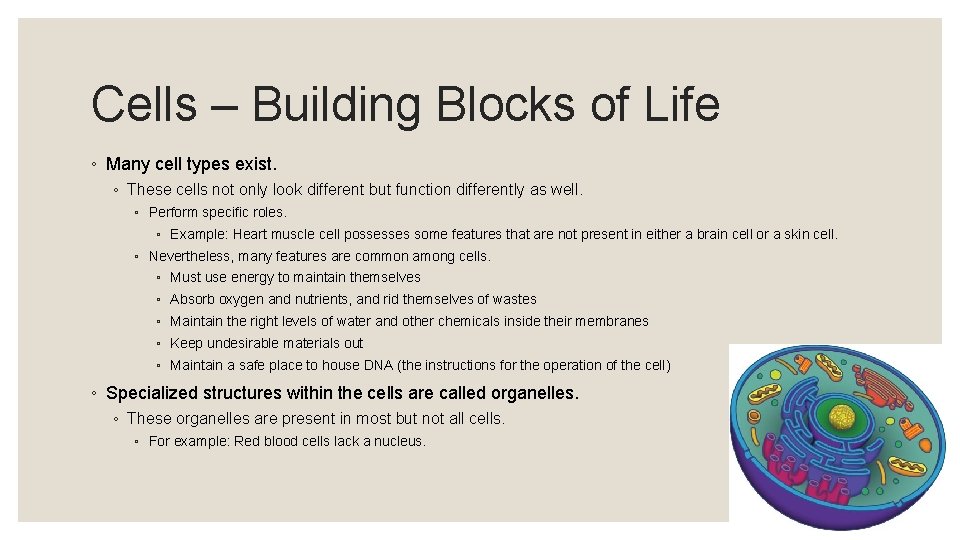 Cells – Building Blocks of Life ◦ Many cell types exist. ◦ These cells