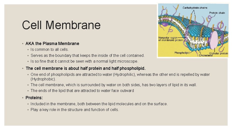 Cell Membrane ◦ AKA the Plasma Membrane ◦ Is common to all cells. ◦