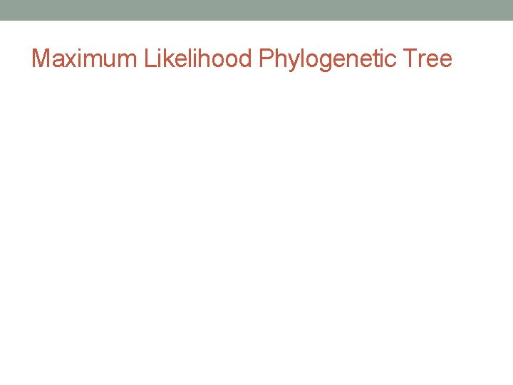 Maximum Likelihood Phylogenetic Tree 