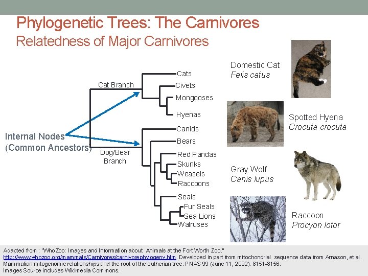 Phylogenetic Trees: The Carnivores Relatedness of Major Carnivores Cat Branch Domestic Cat Felis catus