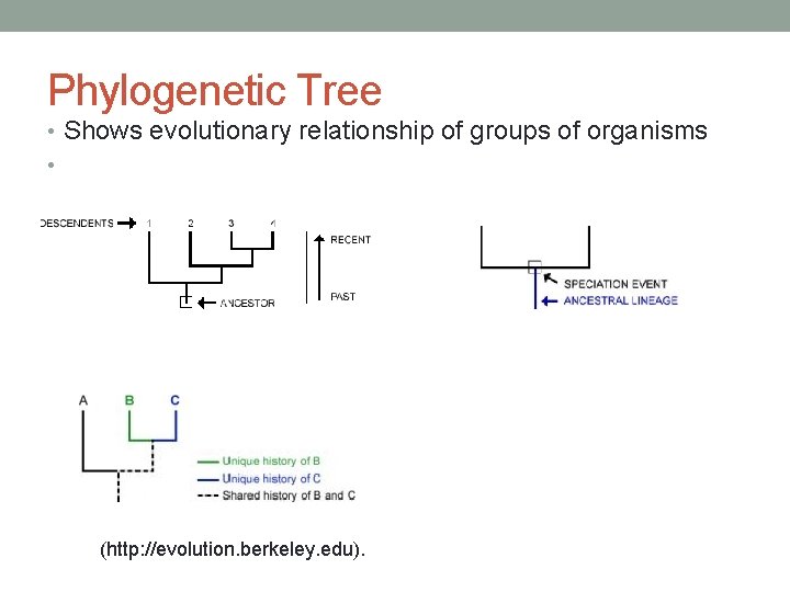 Phylogenetic Tree • Shows evolutionary relationship of groups of organisms • (http: //evolution. berkeley.