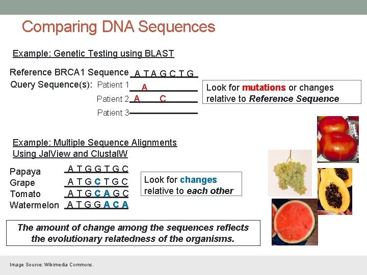 Comparing DNA Sequences Example: Genetic Testing using BLAST Reference BRCA 1 Sequence A T