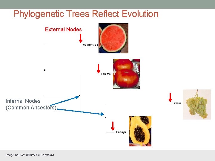 Phylogenetic Trees Reflect Evolution External Nodes Internal Nodes (Common Ancestors) Image Source: Wikimedia Commons.