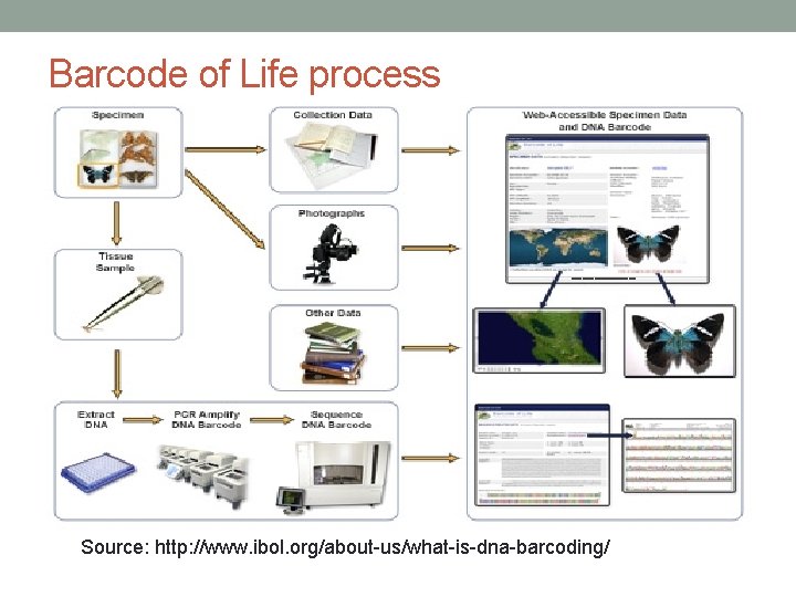 Barcode of Life process Source: http: //www. ibol. org/about-us/what-is-dna-barcoding/ 