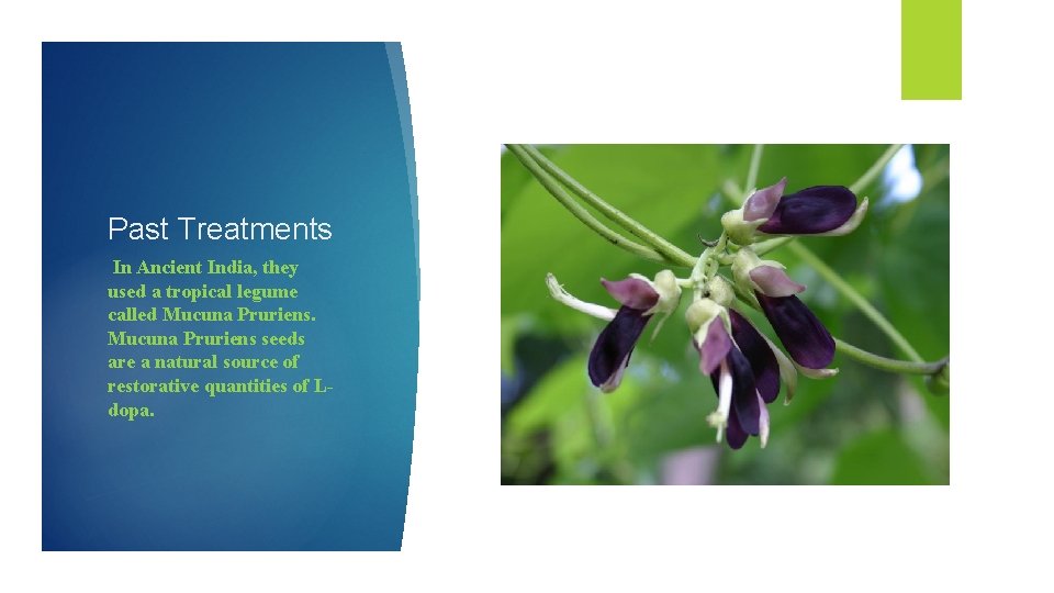 Past Treatments In Ancient India, they used a tropical legume called Mucuna Pruriens seeds