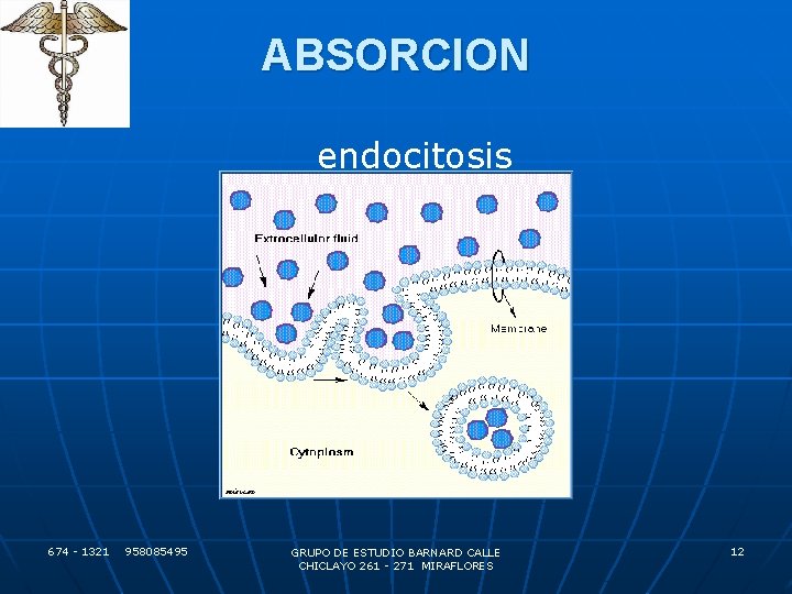 ABSORCION endocitosis 674 - 1321 958085495 GRUPO DE ESTUDIO BARNARD CALLE CHICLAYO 261 -