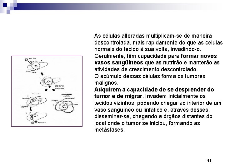 As células alteradas multiplicam-se de maneira descontrolada, mais rapidamente do que as células normais