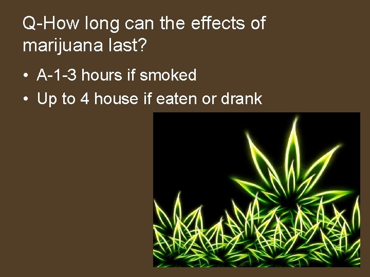 Q-How long can the effects of marijuana last? • A-1 -3 hours if smoked