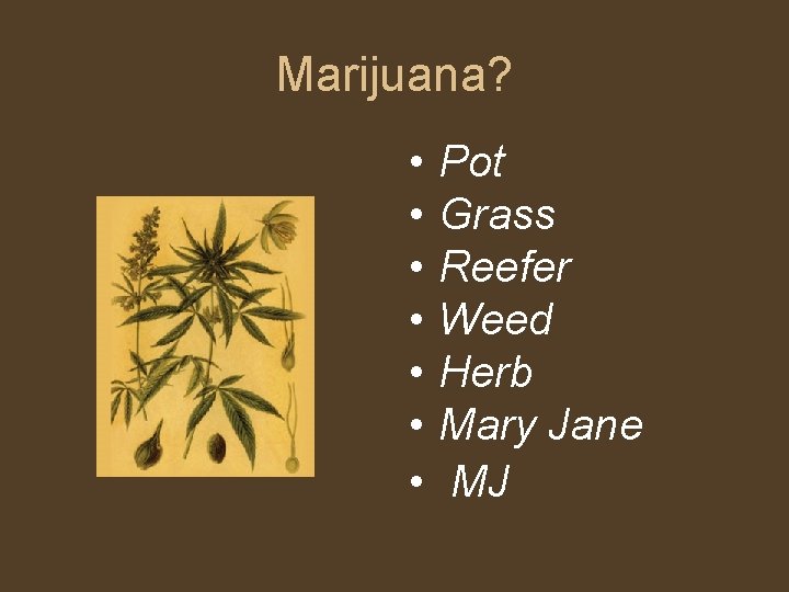 Marijuana? • • Pot Grass Reefer Weed Herb Mary Jane MJ 