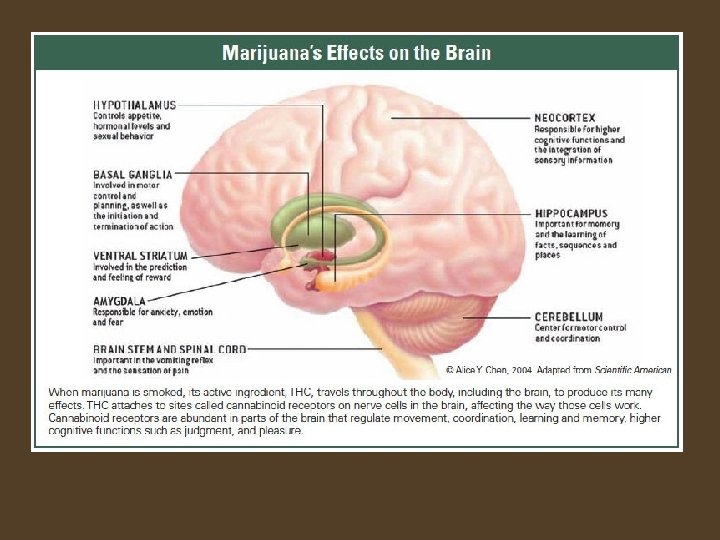 Cannabinoid receptors are abundant in: • Cerebellum-------------body movement/coordination Hippocampus------------learning/memory Cerebral Cortex (especially cingulate, frontal,