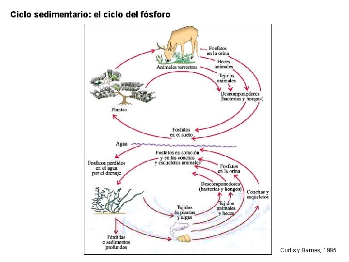 Ciclo sedimentario: el ciclo del fósforo Curtis y Barnes, 1995 