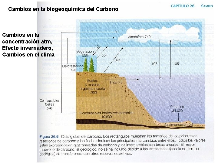 Cambios en la biogeoquímica del Carbono Cambios en la concentración atm, Efecto invernadero, Cambios