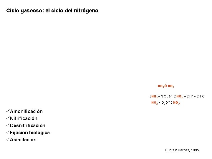 Ciclo gaseoso: el ciclo del nitrógeno NH 4 Ó NH 3 2 NH 3