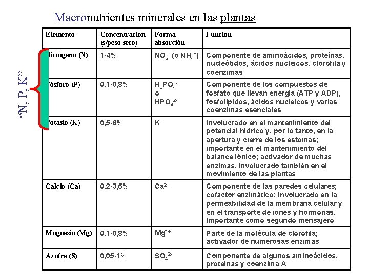 “N, P, K” Macronutrientes minerales en las plantas Elemento Concentración (s/peso seco) Forma absorción