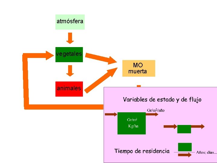 atmósfera vegetales MO muerta animales suelo 