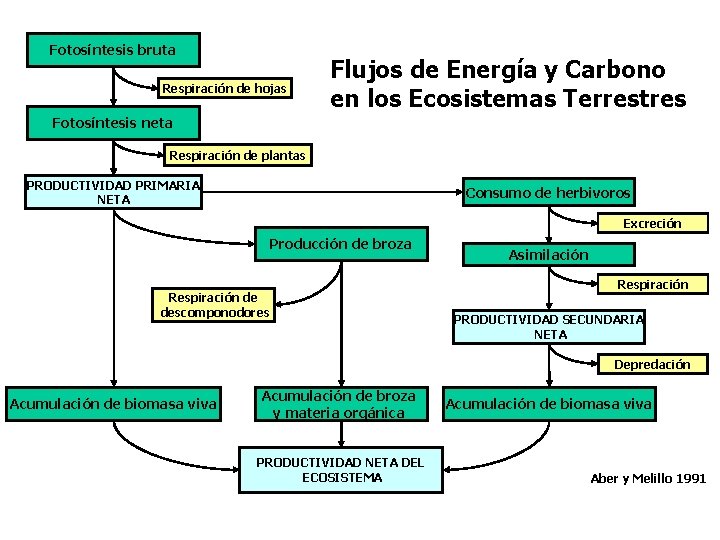 Fotosíntesis bruta Respiración de hojas Flujos de Energía y Carbono en los Ecosistemas Terrestres