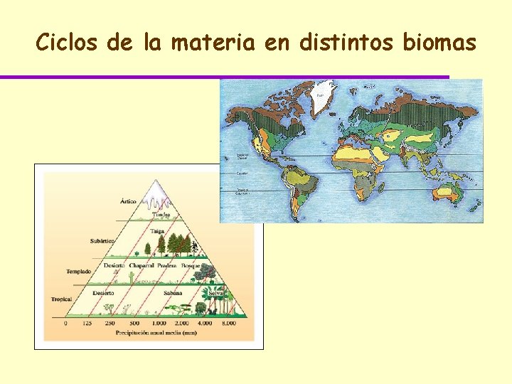 Ciclos de la materia en distintos biomas 