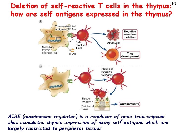 Deletion of self-reactive T cells in the thymus: 10 how are self antigens expressed