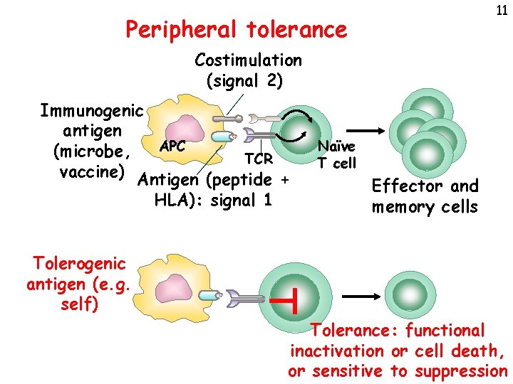 11 Peripheral tolerance Costimulation (signal 2) Immunogenic antigen APC (microbe, TCR vaccine) Antigen (peptide