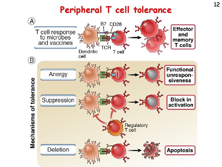 Peripheral T cell tolerance 12 
