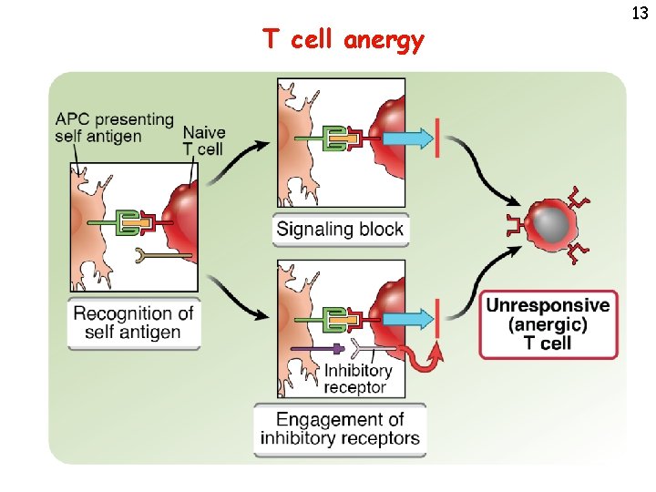 T cell anergy 13 