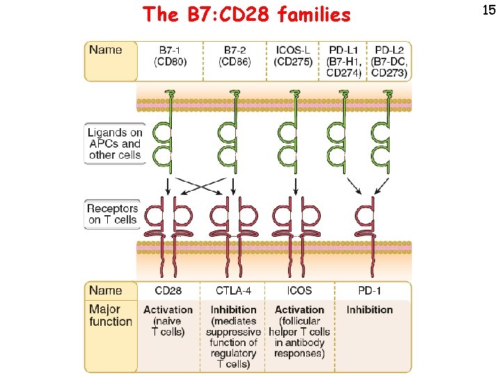The B 7: CD 28 families 15 