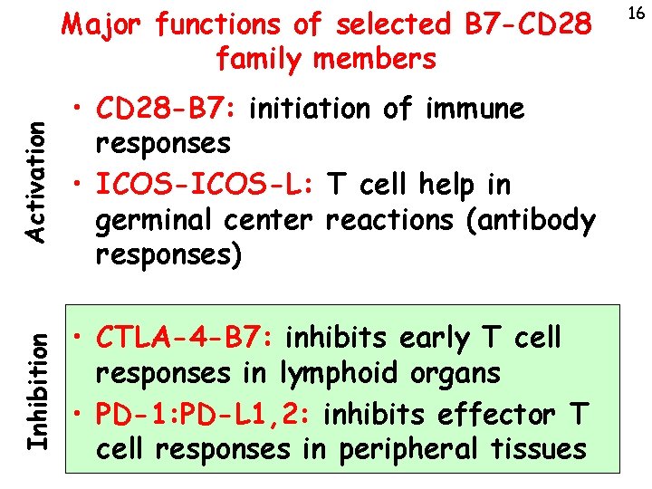 Activation • CD 28 -B 7: initiation of immune responses • ICOS-L: T cell