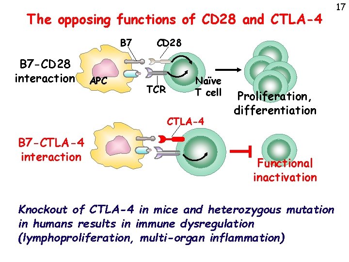 The opposing functions of CD 28 and CTLA-4 B 7 -CD 28 interaction APC