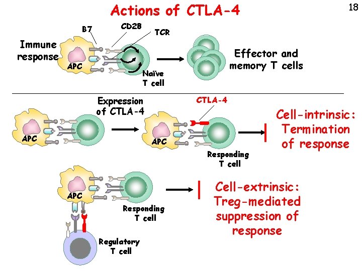 Actions of CTLA-4 B 7 Immune response CD 28 APC TCR Effector and memory