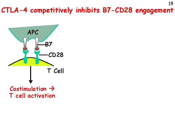 19 CTLA-4 competitively inhibits B 7 -CD 28 engagement APC B 7 CD 28