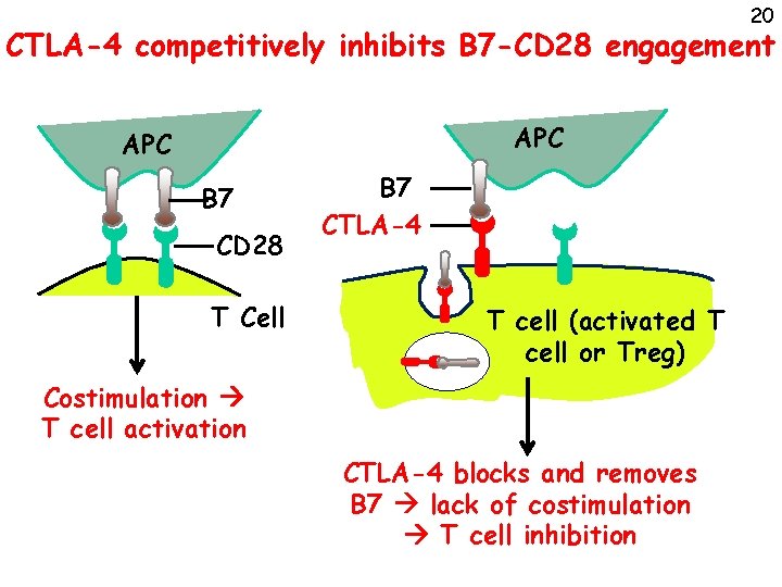 20 CTLA-4 competitively inhibits B 7 -CD 28 engagement APC B 7 CD 28