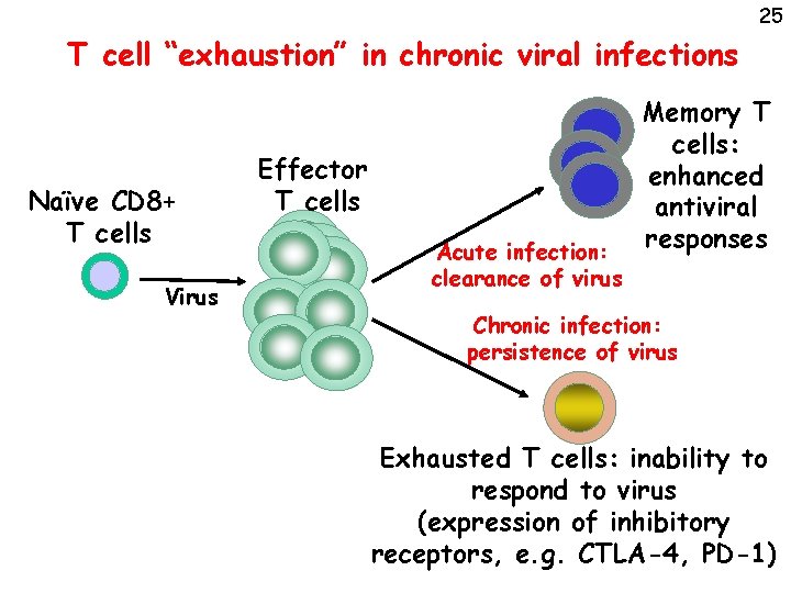 25 T cell “exhaustion” in chronic viral infections Naïve CD 8+ T cells Virus