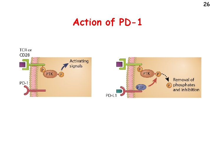 26 Action of PD-1 