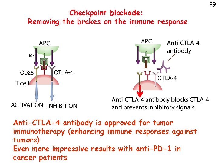 Checkpoint blockade: Removing the brakes on the immune response Anti-CTLA-4 antibody is approved for