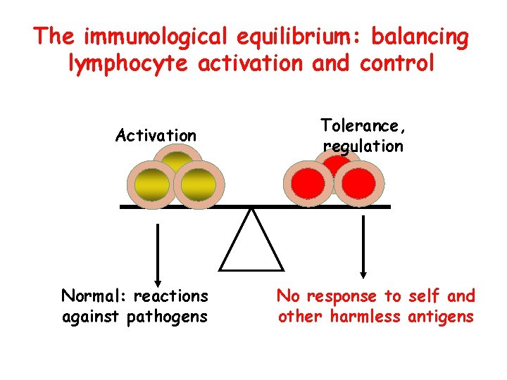 The immunological equilibrium: balancing lymphocyte activation and control Activation Normal: reactions against pathogens Tolerance,