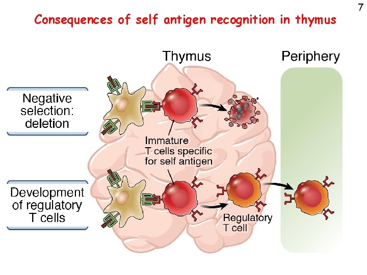 Consequences of self antigen recognition in thymus 7 