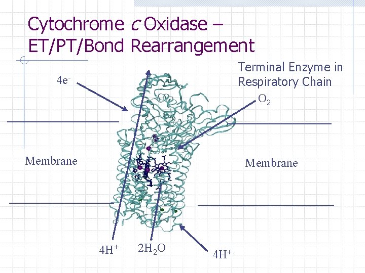 Cytochrome c Oxidase – ET/PT/Bond Rearrangement Terminal Enzyme in Respiratory Chain O 2 4